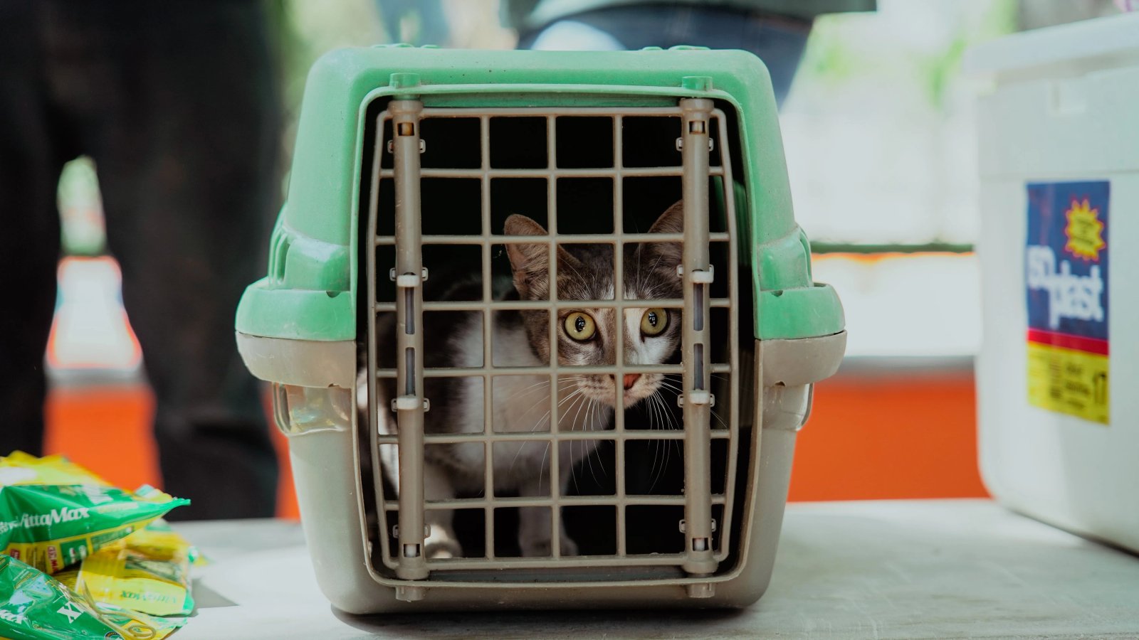 VetMóvel leva atendimento veterinário gratuito ao Centro e Presidente Kennedy